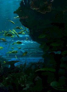 Colorful tropical fish swim around a sunlit aquarium with rocky formations and green aquatic plants, creating a serene underwater scene.